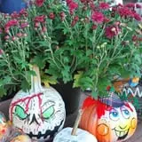 Ward's Pumpkin Patch photo