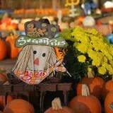 Ward's Pumpkin Patch photo