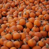 Ward's Pumpkin Patch photo
