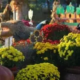 Ward's Pumpkin Patch photo