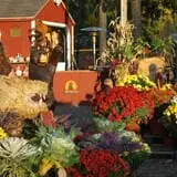 Ward's Pumpkin Patch photo