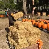 Ward's Pumpkin Patch photo