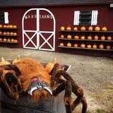 Ward's Pumpkin Patch photo
