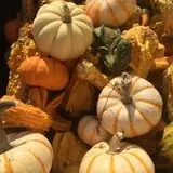 Denver Downs Farm photo