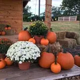 Denver Downs Farm photo