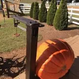 Denver Downs Farm photo