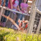 Denver Downs Farm photo