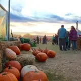 Denver Downs Farm photo
