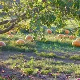 Cider Hill Family Orchard photo