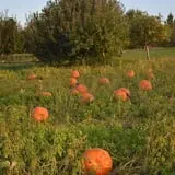 Cider Hill Family Orchard photo