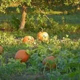 Cider Hill Family Orchard photo