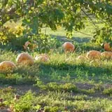 Cider Hill Family Orchard photo