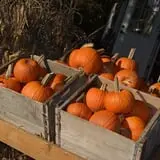Cider Hill Family Orchard photo