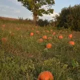 Cider Hill Family Orchard photo