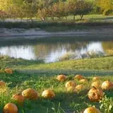 Cider Hill Family Orchard photo