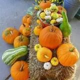 Cider Hill Family Orchard photo