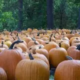 Phillips Farms of Chatham photo