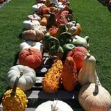 Phillips Farms of Chatham photo