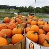 Phillips Farms of Chatham photo