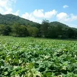 Phillips Farms of Chatham photo