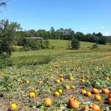 Phillips Farms of Chatham photo