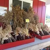 Phillips Farms of Chatham photo