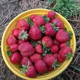 Phillips Farms of Chatham photo