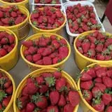 Phillips Farms of Chatham photo