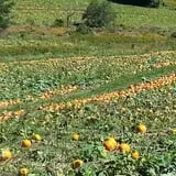 Phillips Farms of Chatham photo