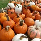 Phillips Farms of Chatham photo
