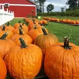 Phillips Farms of Chatham photo