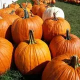 Phillips Farms of Chatham photo