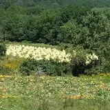Phillips Farms of Chatham photo