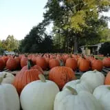 Phillips Farms of Chatham photo