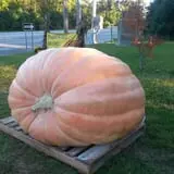 Phillips Farms of Chatham photo