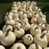 Phillips Farms of Chatham photo