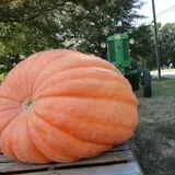 Phillips Farms of Chatham photo
