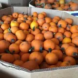 Assiter Punkin Ranch photo
