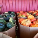 Assiter Punkin Ranch photo