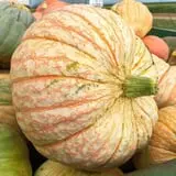 Assiter Punkin Ranch photo