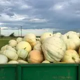 Assiter Punkin Ranch photo