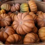 Assiter Punkin Ranch photo