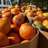 Assiter Punkin Ranch photo