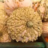 Assiter Punkin Ranch photo