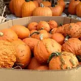 Assiter Punkin Ranch photo