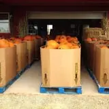 Assiter Punkin Ranch photo
