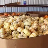 Assiter Punkin Ranch photo