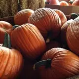 Assiter Punkin Ranch photo