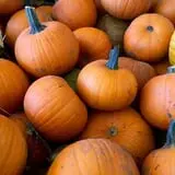 Assiter Punkin Ranch photo