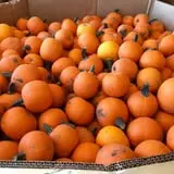 Assiter Punkin Ranch photo